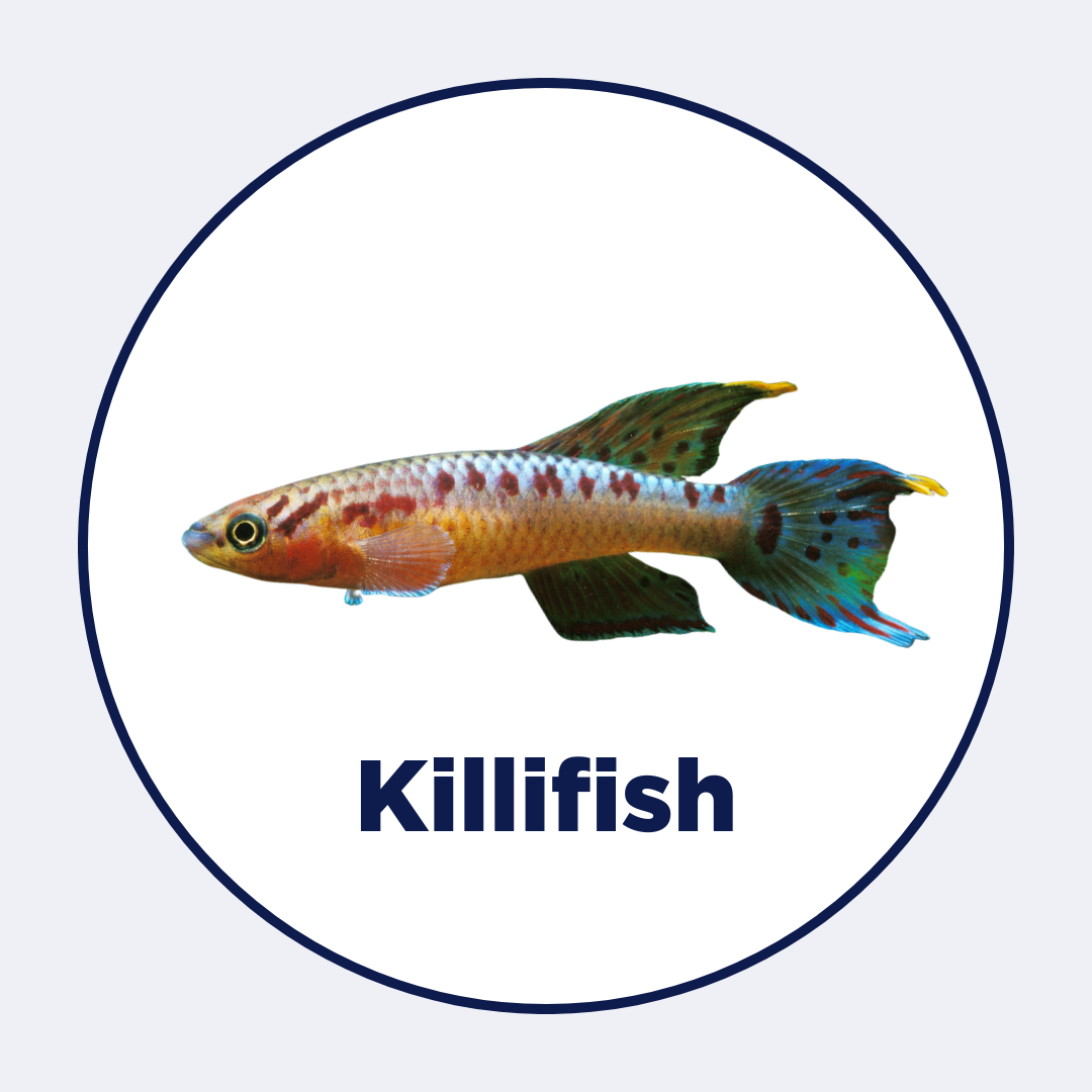 Killifish