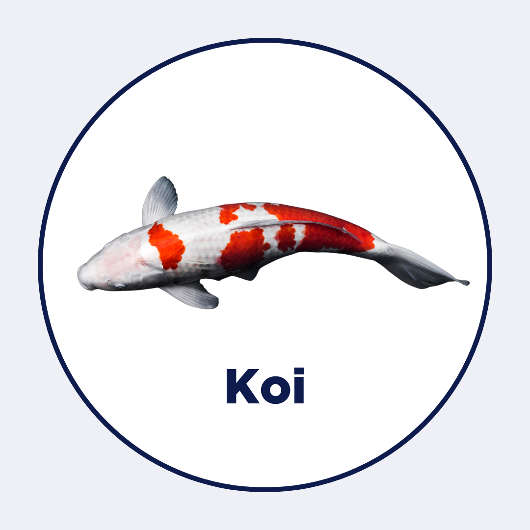 Koi