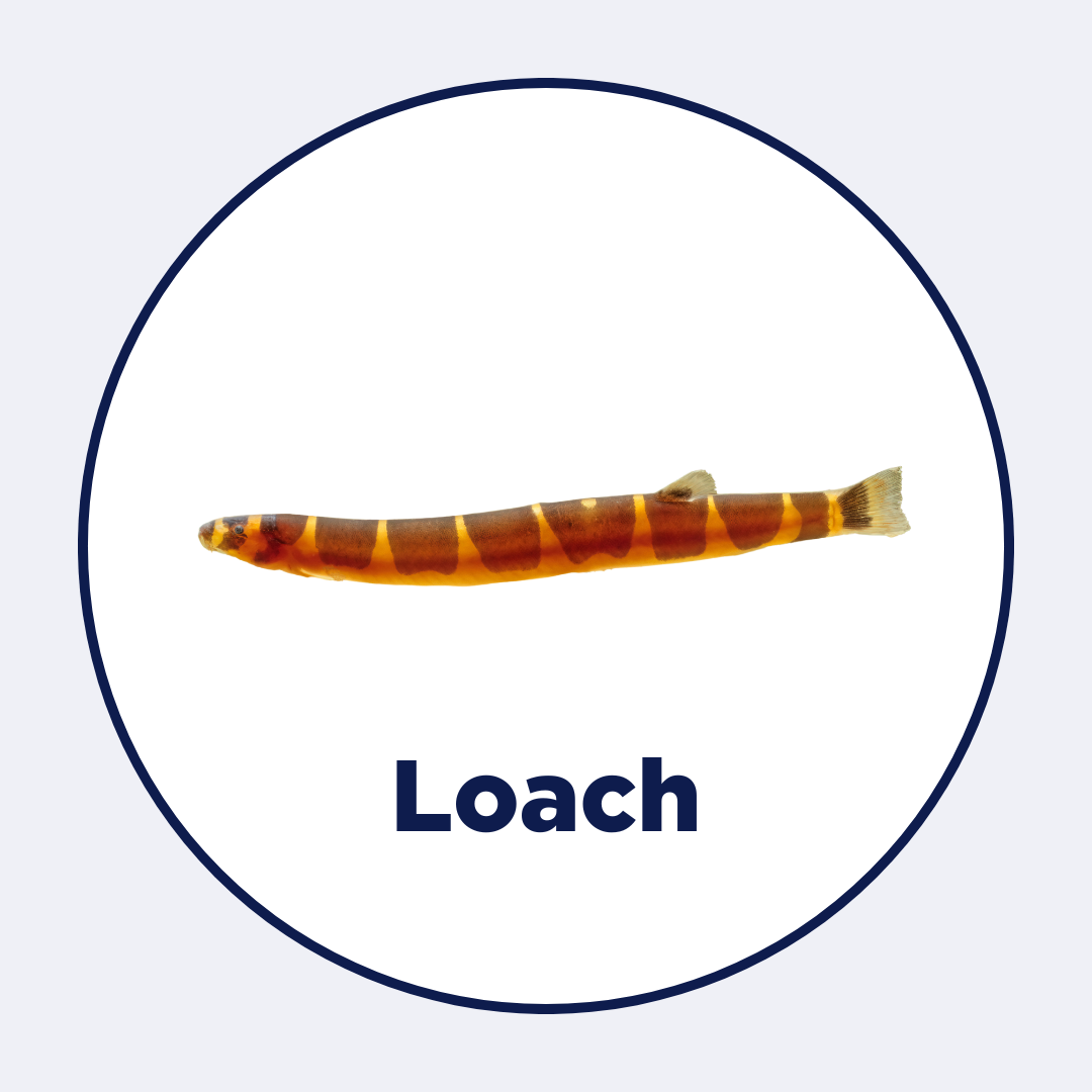 Loach