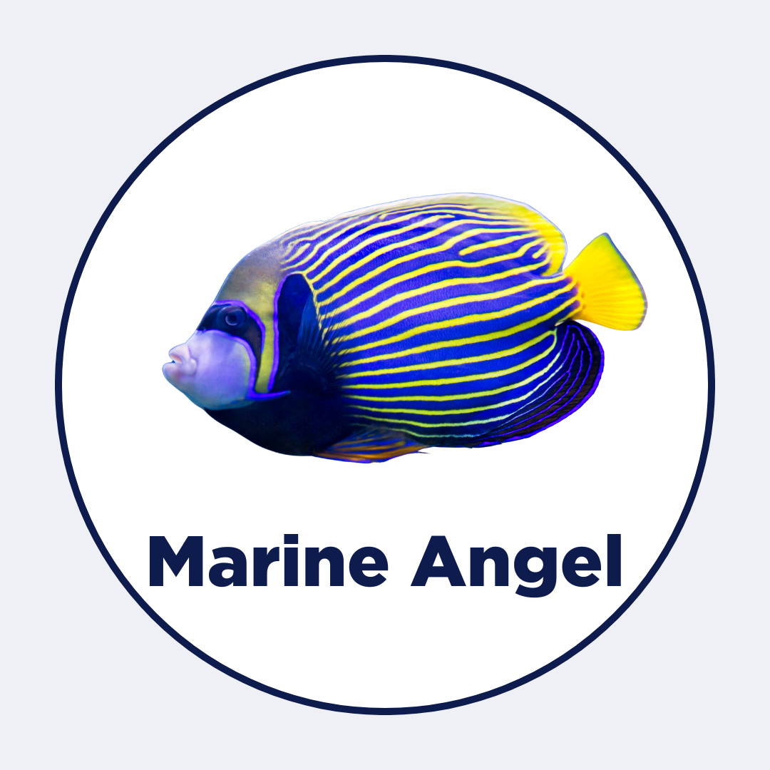 Marine Angel