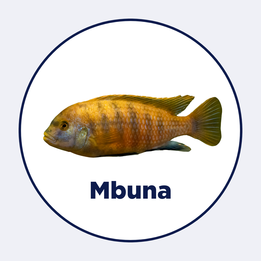 Mbuna