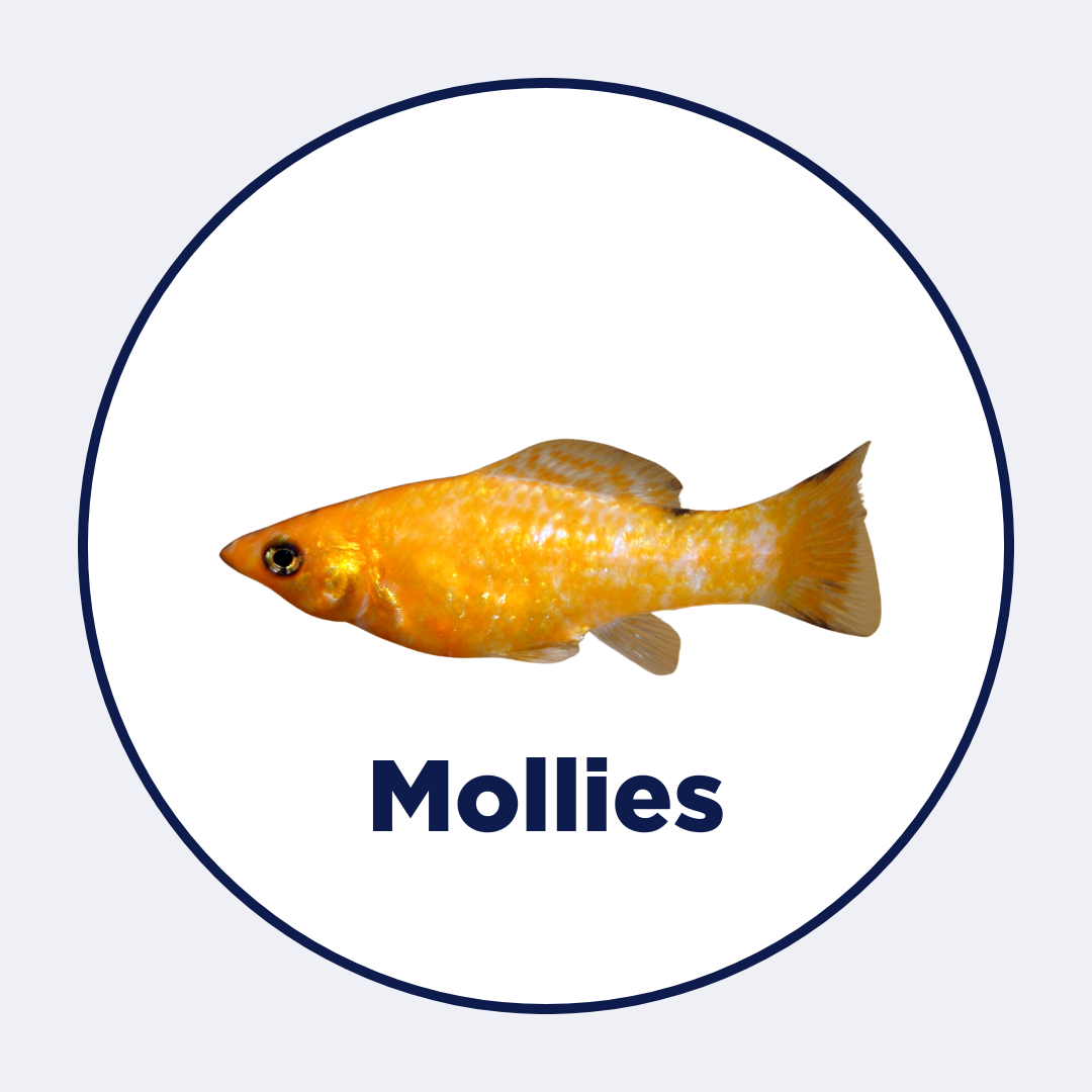 Mollies