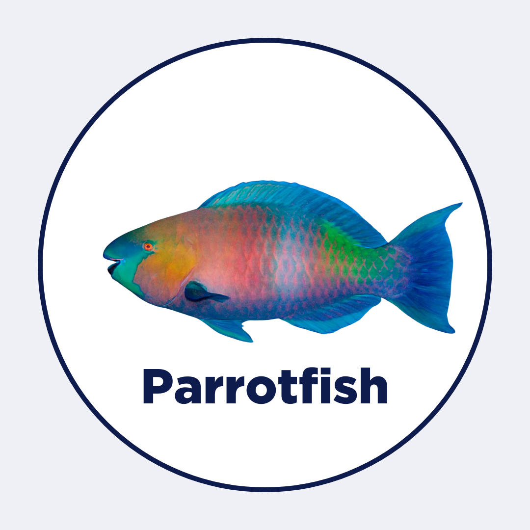 Parrotfish