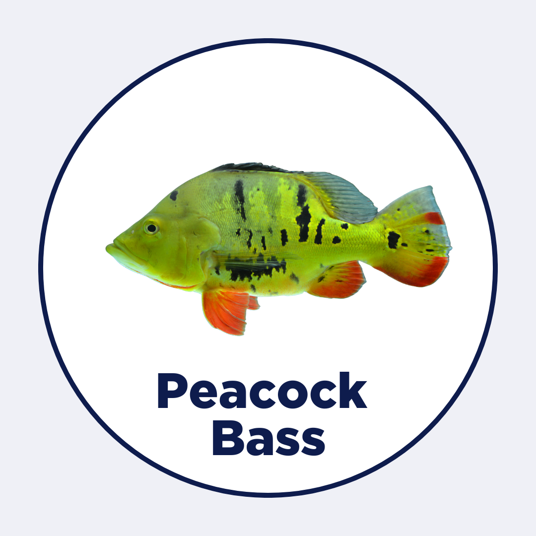 Peacock Bass