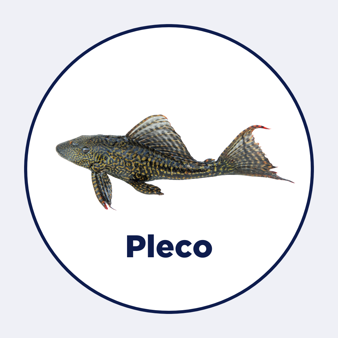 Pleco