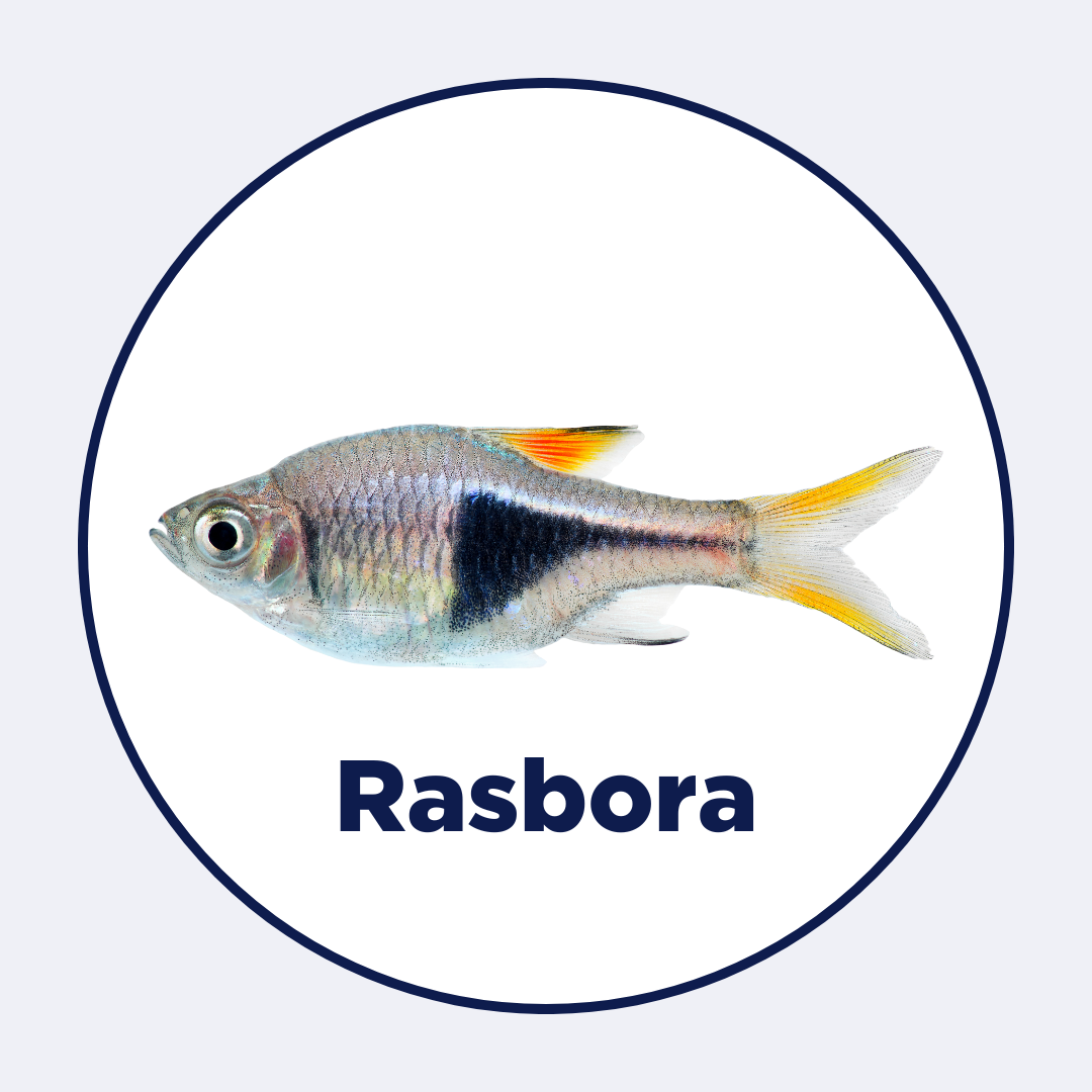 Rasbora