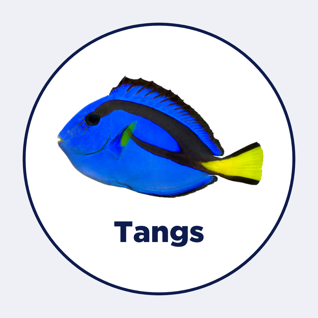 Tangs