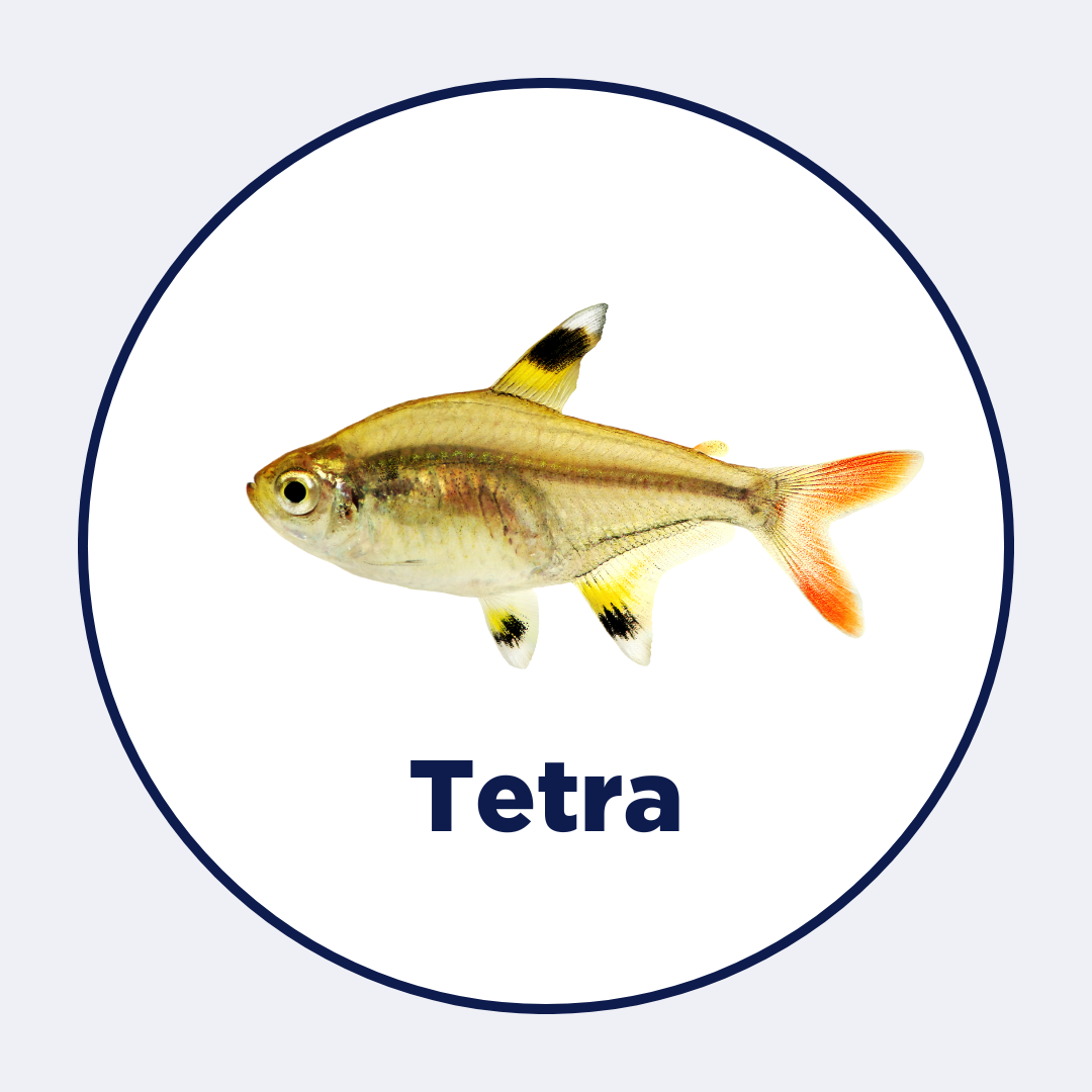 Tetra