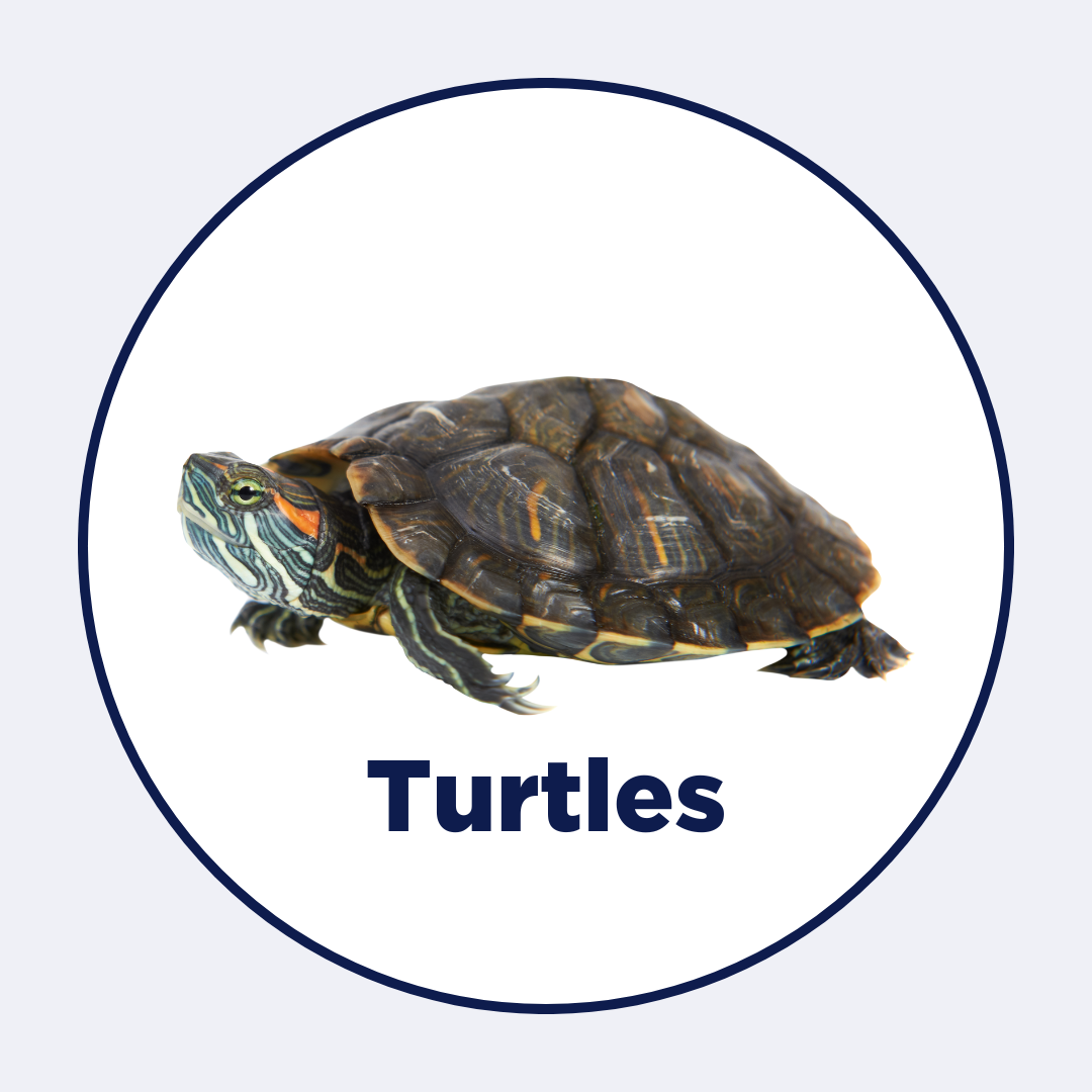 Best Turtle Food for Shell Health | Intan Turtle Sticks – Intan Growel