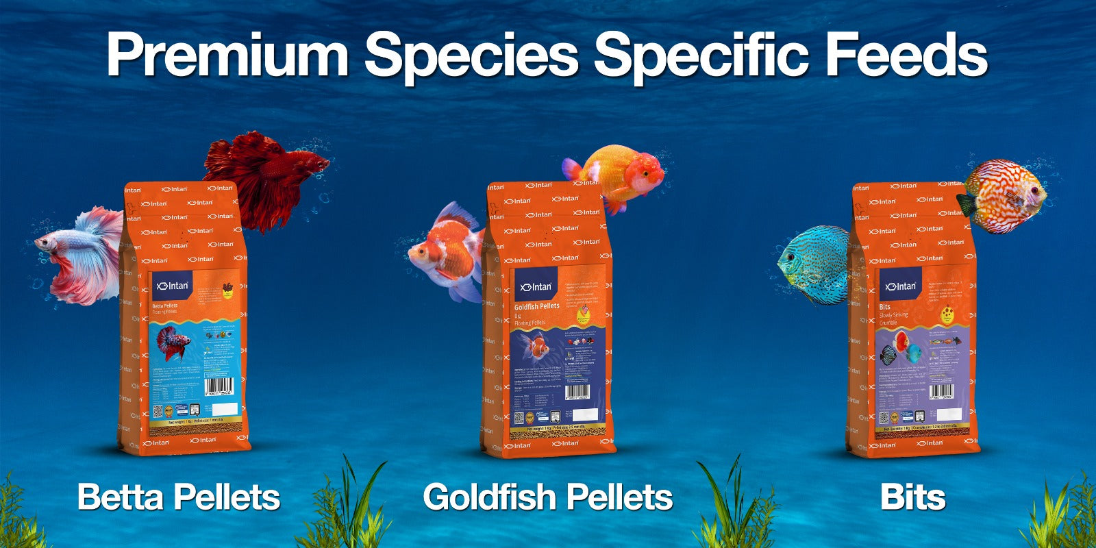 Intan-Betta-GoldFish-Bits Banner