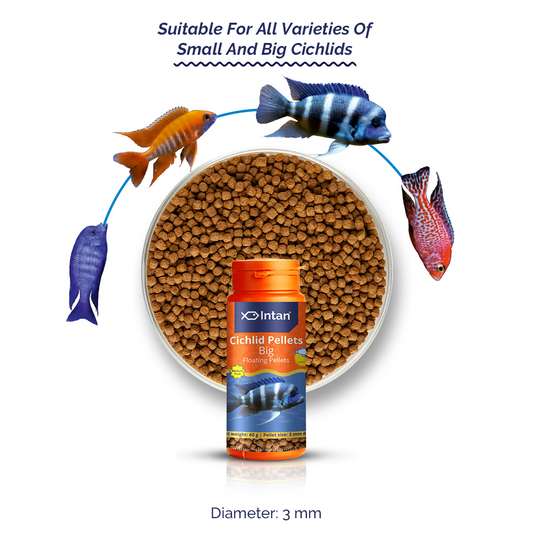 Intan Cichild Pellets Big Fish Food - Suitable Food for Cichild Fish
