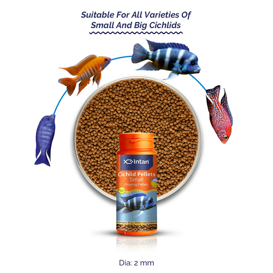 Intan Cichild Pellets Small Fish Food - Suitable Food for Cichild Fish