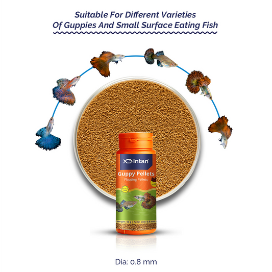 Intan Guppy Pellets Fish Food - Suitable Food for Guppies