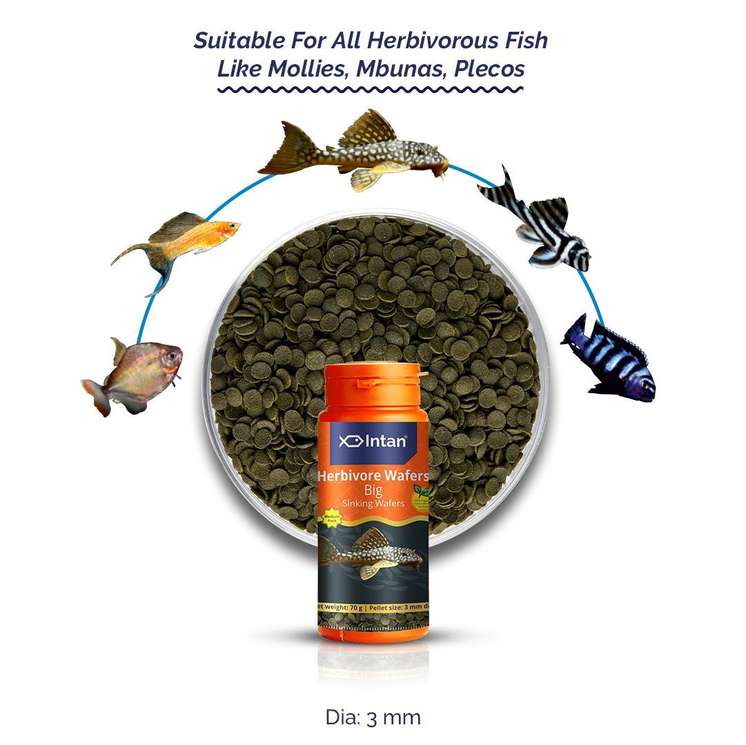 Intan Herbivore Wafers Big Fish Food - Suitable Food for Mollies, Mbunas,Plecos