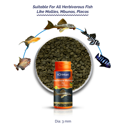 Intan Herbivore Wafers Big Fish Food - Suitable Food for Mollies, Mbunas,Plecos