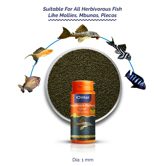 Intan Herbivore Wafers Small Fish Food - Suitable Food for Mollies, Mbunas,Plecos