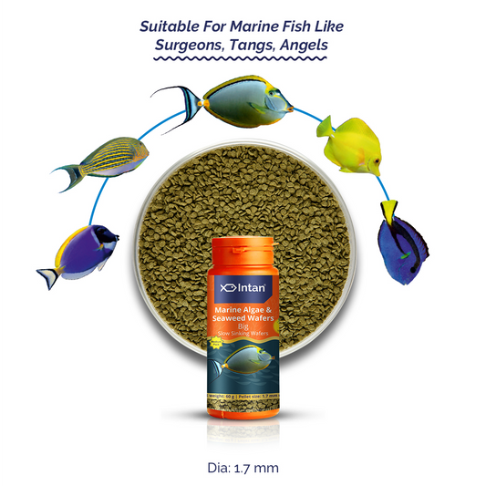 Intan Marine Algae & Seaweed Wafers Big Fish Food - Suitable Food for Surgeons, Tangs, Angels