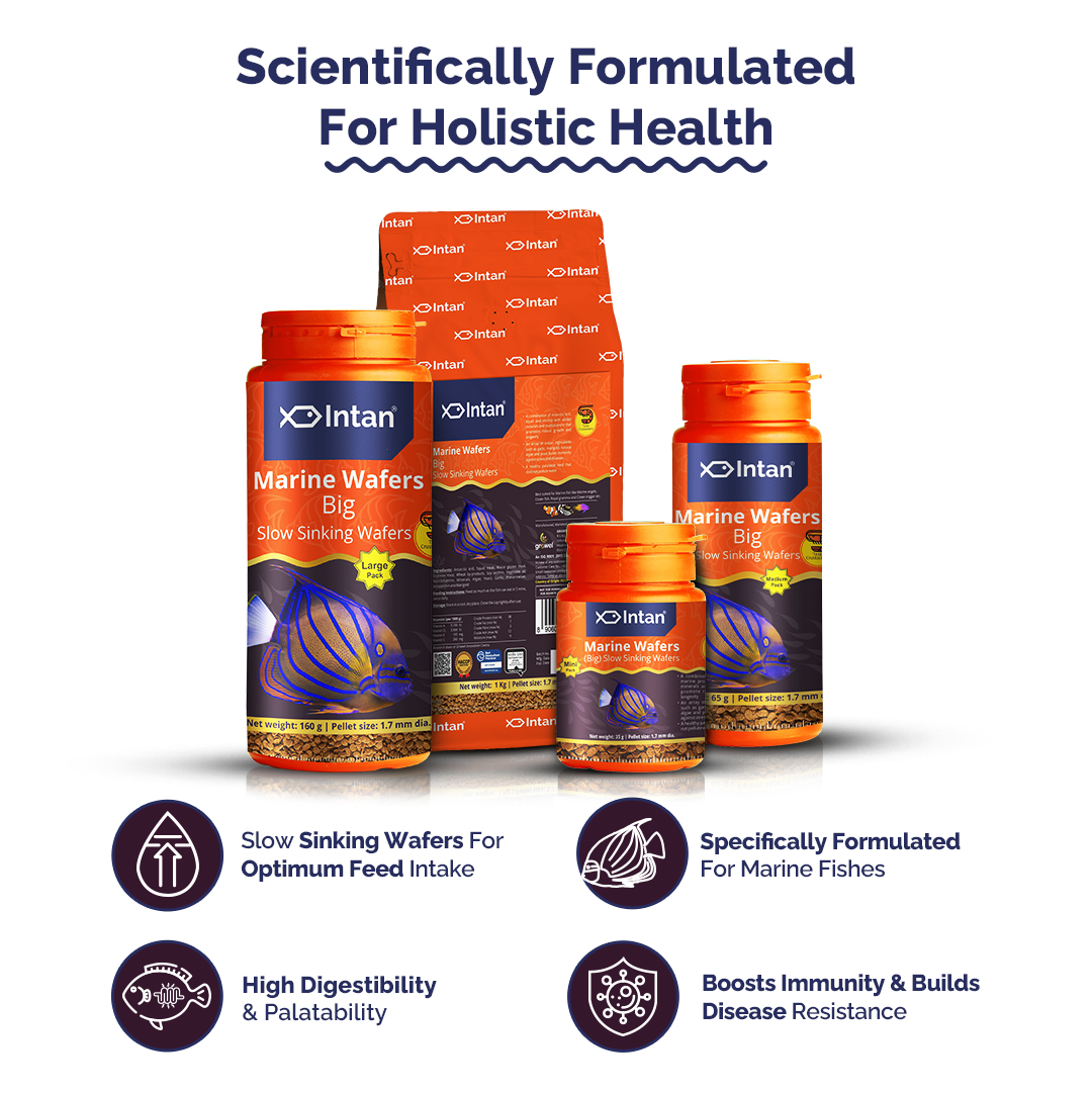 Intan Marine Wafers Big Fish Food packaging with products and Benefits