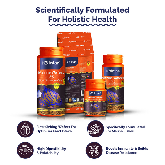 Intan Marine Wafers Big Fish Food packaging with products and Benefits