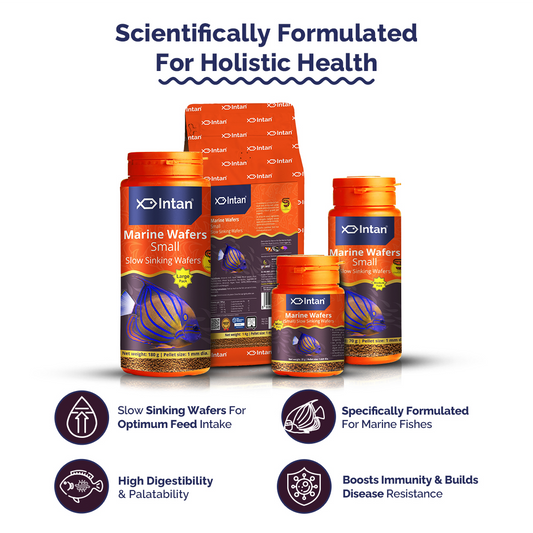 Intan Marine Wafers Small Fish Food packaging with products and Benefits